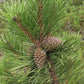 Mugo Pine (Pinus mugo) - Zone 2/3 - 40+ Seeds