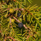 Common Juniper (Juniperus communis) - Zone 2 - 20+ Seeds