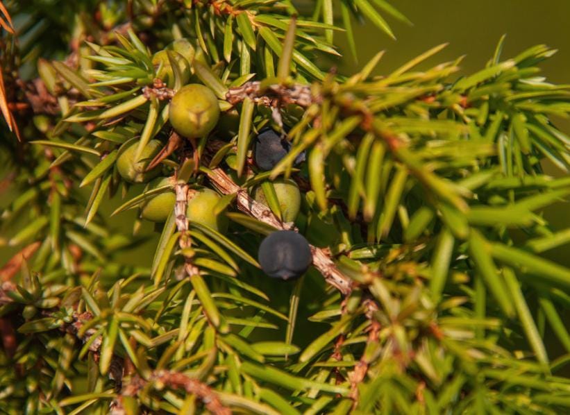 Common Juniper (Juniperus communis) - Zone 2 - 20+ Seeds