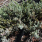 Common Juniper (Juniperus communis) - Zone 2 - 20+ Seeds
