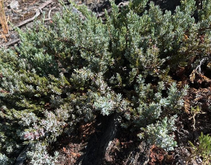 Common Juniper (Juniperus communis) - Zone 2 - 20+ Seeds