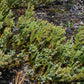 Common Juniper (Juniperus communis) - Zone 2 - 20+ Seeds