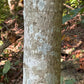 Sugar Maple (Acer saccharum) - Zone 3/4 - 30+ Seeds