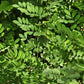 Indigo (Indigofera tinctoria) - Annual - 50+ Seeds