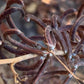 Indigo (Indigofera tinctoria) - Annual - 50+ Seeds