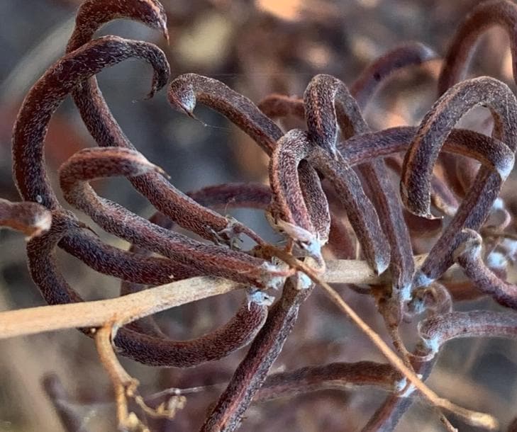Indigo (Indigofera tinctoria) - Annual - 50+ Seeds