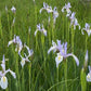 Rocky Mountain Iris (Iris missouriensis) - Zone 3 - 20+ Seeds