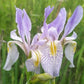 Rocky Mountain Iris (Iris missouriensis) - Zone 3 - 20+ Seeds