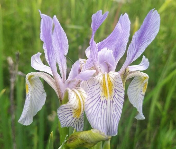 Rocky Mountain Iris (Iris missouriensis) - Zone 3 - 20+ Seeds