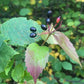 Downy Arrow-wood (Viburnum rafinesquianum) - Zone 3 - 20+ Seeds
