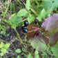 Downy Arrow-wood (Viburnum rafinesquianum) - Zone 3 - 20+ Seeds