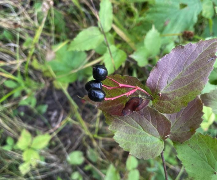 Downy Arrow-wood (Viburnum rafinesquianum) - Zone 3 - 20+ Seeds