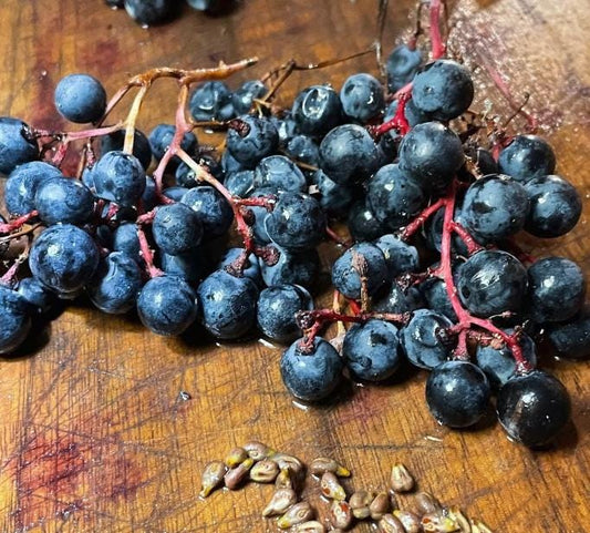 Fontenac Grape Seeds (Vitis sp) - Zone 3 - 30+ Seeds