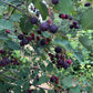Thiessen Saskatoon - Serviceberry (Amelanchier alnifolia) - Tree Seeds - 30+ Seeds