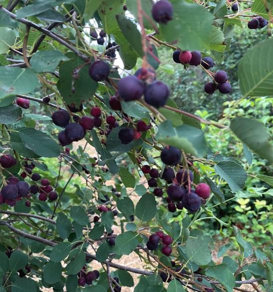 Thiessen Saskatoon - Serviceberry (Amelanchier alnifolia) - Tree Seeds - 30+ Seeds
