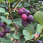 Thiessen Saskatoon - Serviceberry (Amelanchier alnifolia) - Tree Seeds - 30+ Seeds