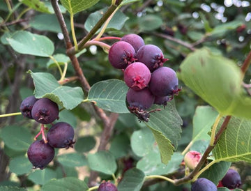 Thiessen Saskatoon Seeds