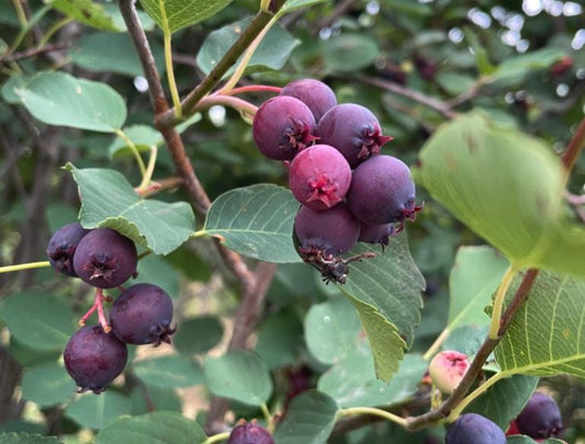 Thiessen Saskatoon - Serviceberry (Amelanchier alnifolia) - Tree Seeds - 30+ Seeds