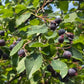 Northline Saskatoon - Serviceberry (Amelanchier alnifolia) - Tree Seeds - 30+ Seeds