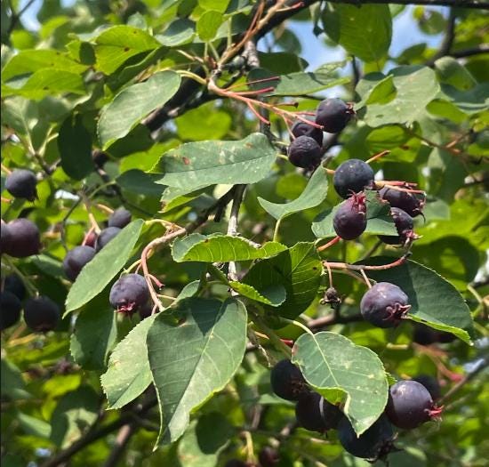 Northline Saskatoon - Serviceberry (Amelanchier alnifolia) - Tree Seeds - 30+ Seeds