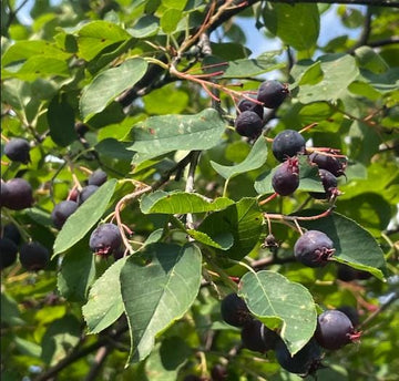Northline Saskatoon Seeds