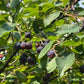 Northline Saskatoon - Serviceberry (Amelanchier alnifolia) - Tree Seeds - 30+ Seeds