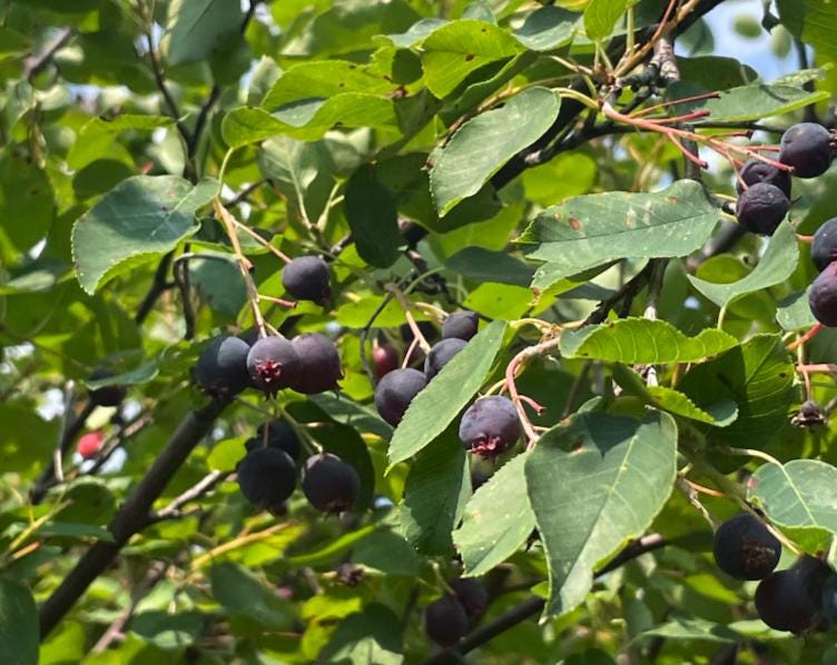Northline Saskatoon - Serviceberry (Amelanchier alnifolia) - Tree Seeds - 30+ Seeds