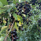 Garrington Chokecherry Seeds - (Prunus virginiana) - Zone 2 - 75+ Seeds
