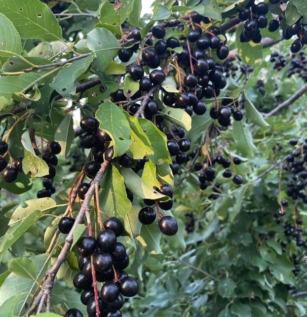 Garrington Chokecherry Seeds - (Prunus virginiana) - Zone 3 - 75+ Seeds