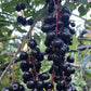 Garrington Chokecherry Seeds - (Prunus virginiana) - Zone 2 - 75+ Seeds
