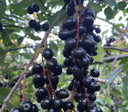 Garrington Chokecherry Seeds - (Prunus virginiana) - Zone 3 - 75+ Seeds