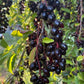 Oxheart Chokecherry Seeds - (Prunus virginiana) - Zone 3 - 50+ Seeds