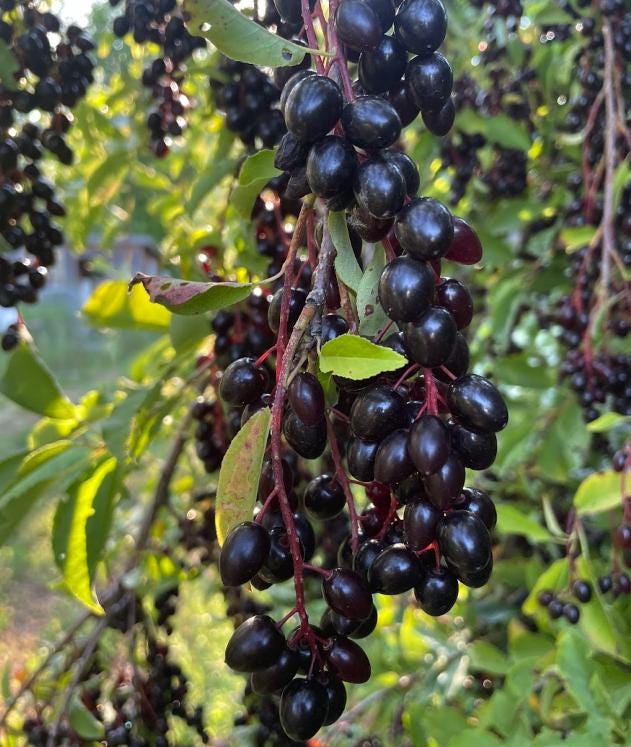 Oxheart Chokecherry Seeds - (Prunus virginiana) - Zone 3 - 50+ Seeds