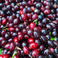 Oxheart Chokecherry Seeds - (Prunus virginiana) - Zone 3 - 50+ Seeds