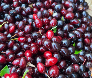 Oxheart Chokecherry Seeds - (Prunus virginiana) - Zone 3 - 50+ Seeds