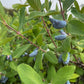 Aurora Haskap Seeds (Lonicera caerulea, Honeyberry) - Zone 3 - 30+ Seeds