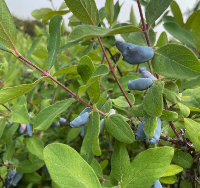 Aurora Haskap Seeds (Lonicera caerulea, Honeyberry) - Zone 3 - 40+ Seeds