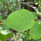 Canada Wild Plum Seeds (Prunus nigra) - 8 Seeds