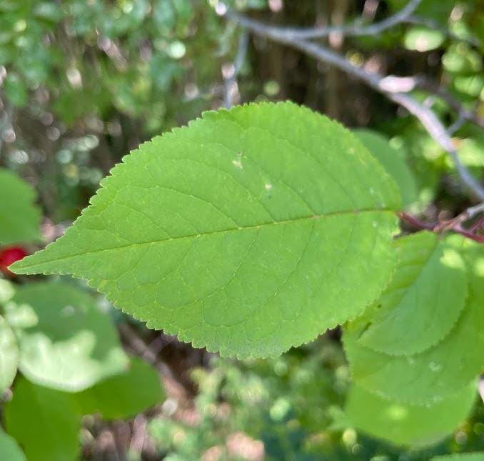 Canada Wild Plum Seeds (Prunus nigra) - 8 Seeds