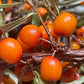 Thornless Seabuckthorn (Hippophae sp.) - Zone 3 - 30+ Seeds