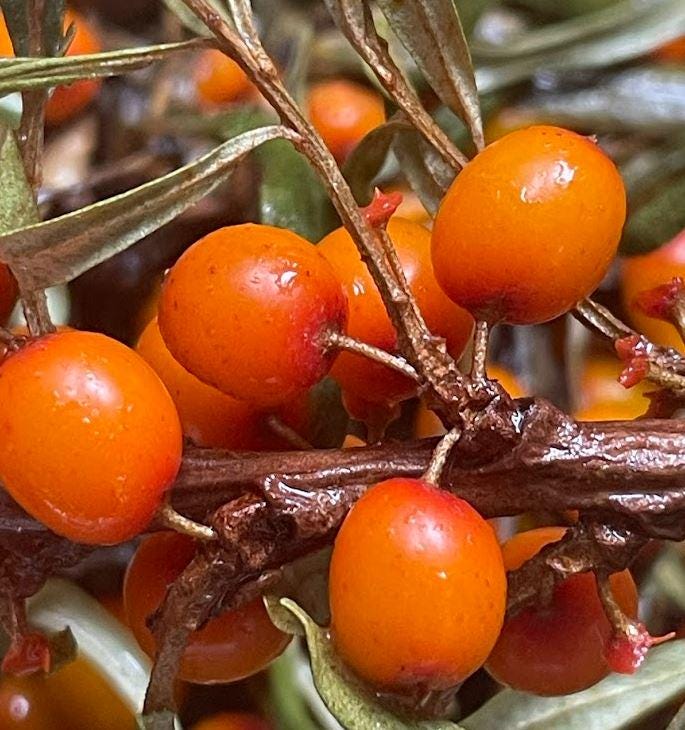 Thornless Seabuckthorn (Hippophae sp.) - Zone 3 - 30+ Seeds