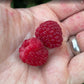 Boyne Raspberry (Rubus idaeus ‘Boyne’) – 50+ Seeds