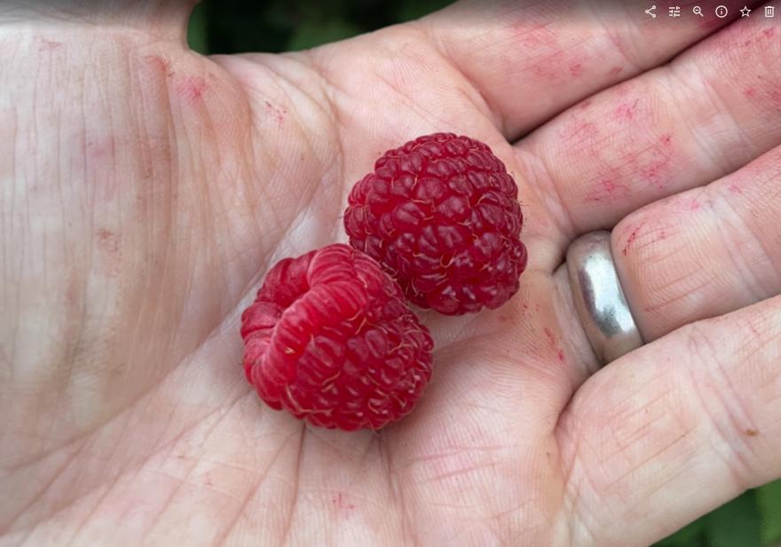 Boyne Raspberry (Rubus idaeus ‘Boyne’) – 50+ Seeds