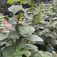 Boyne Raspberry (Rubus idaeus ‘Boyne’) – 50+ Seeds