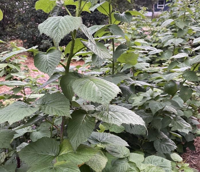 Boyne Raspberry (Rubus idaeus ‘Boyne’) – 50+ Seeds