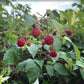 Boyne Raspberry (Rubus idaeus ‘Boyne’) – 50+ Seeds