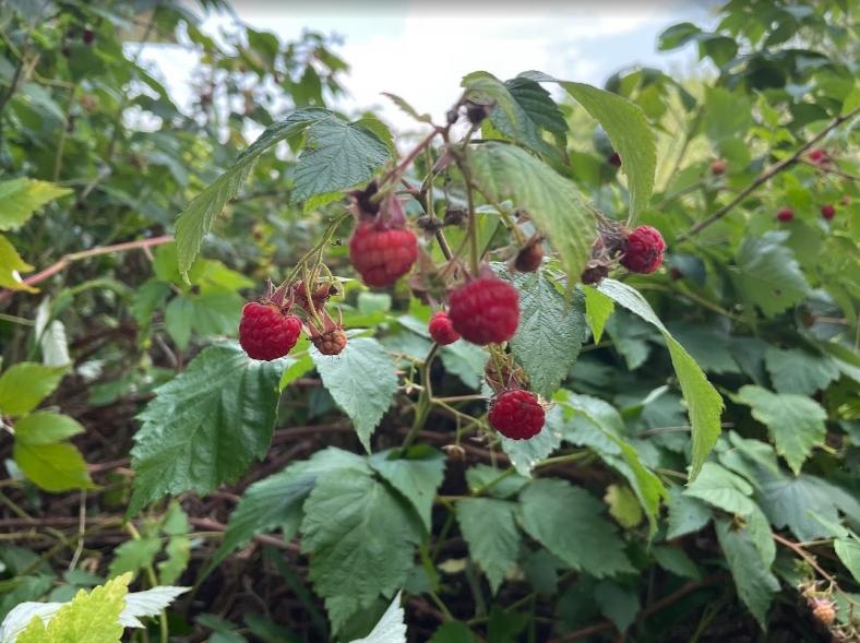 Boyne Raspberry (Rubus idaeus ‘Boyne’) – 50+ Seeds