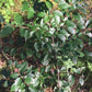 Hedge Cotoneaster (Cotoneaster lucidus) - Zone 2/3 - 20+ Seeds
