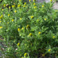 Pineapple Weed, Wild Chamomile (Matricaria discoidea) - 500+ Seeds