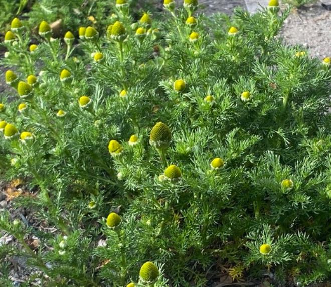 Pineapple Weed, Wild Chamomile (Matricaria discoidea) - 500+ Seeds